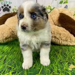 Ruby, Australian Shepherd Puppy