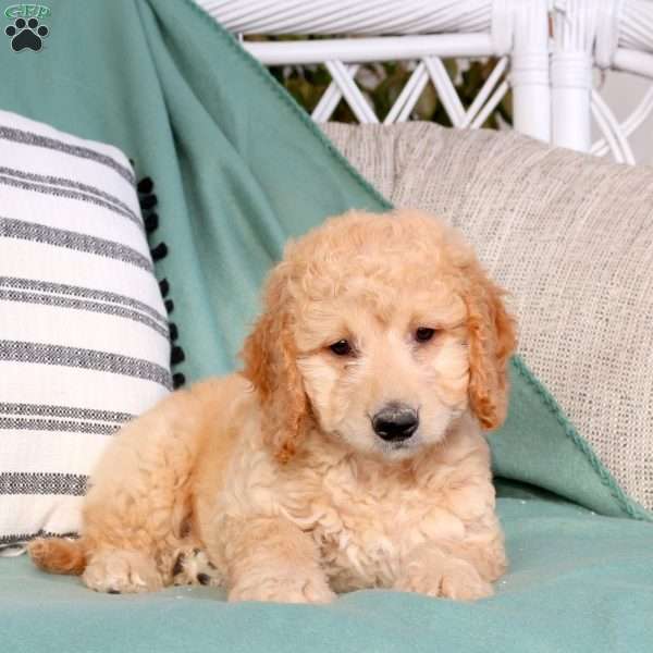 Ulysses, Goldendoodle Puppy