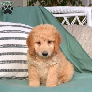 Ulysses, Goldendoodle Puppy