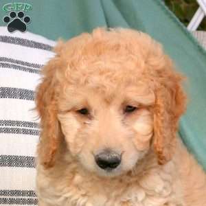 Ulysses, Goldendoodle Puppy