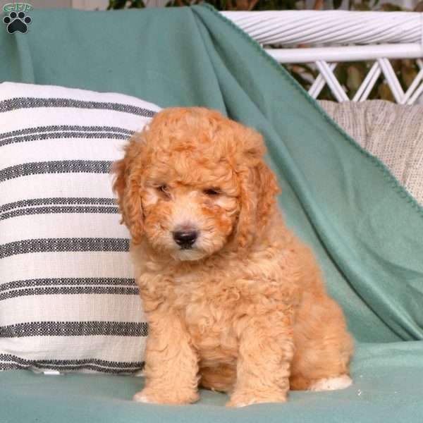 Uma, Goldendoodle Puppy