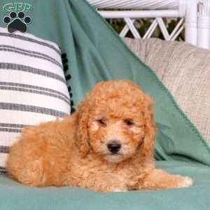 Uma, Goldendoodle Puppy