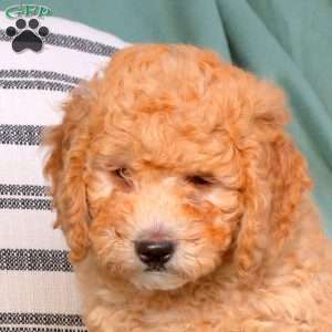 Uma, Goldendoodle Puppy