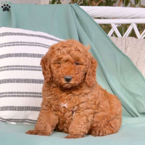 Umar, Goldendoodle Puppy