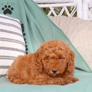 Umar, Goldendoodle Puppy