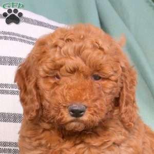 Umar, Goldendoodle Puppy