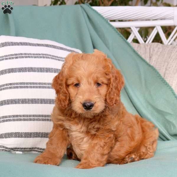 Urban, Goldendoodle Puppy