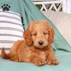 Urban, Goldendoodle Puppy