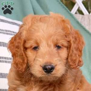 Urban, Goldendoodle Puppy