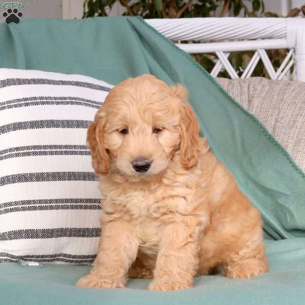 Uriah, Goldendoodle Puppy