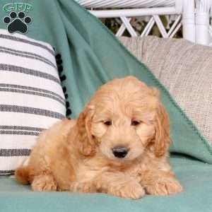 Uriah, Goldendoodle Puppy