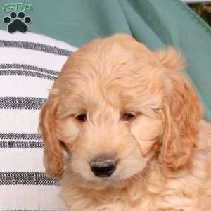 Uriah, Goldendoodle Puppy