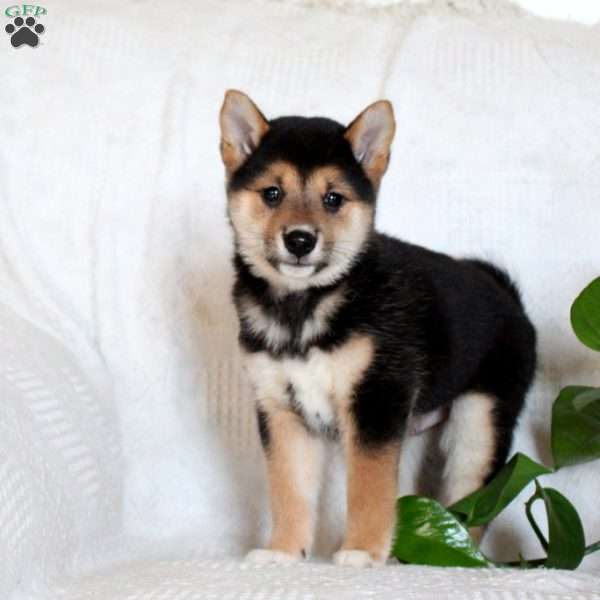 Valor, Shiba Inu Puppy