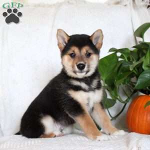 Valor, Shiba Inu Puppy