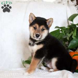 Valor, Shiba Inu Puppy