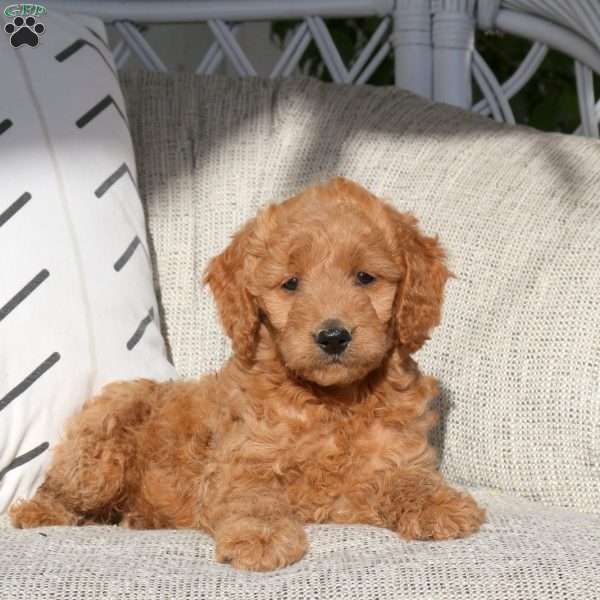 Valorie, Mini Goldendoodle Puppy