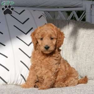 Valorie, Mini Goldendoodle Puppy