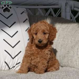 Valorie, Mini Goldendoodle Puppy