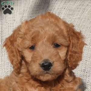 Valorie, Mini Goldendoodle Puppy