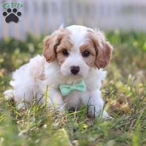 Valor, Cavapoo Puppy