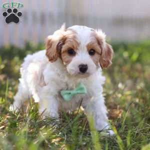 Valor, Cavapoo Puppy