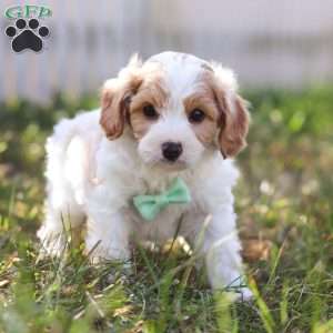 Valor, Cavapoo Puppy