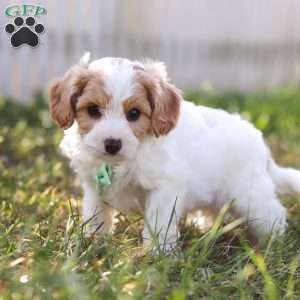 Valor, Cavapoo Puppy