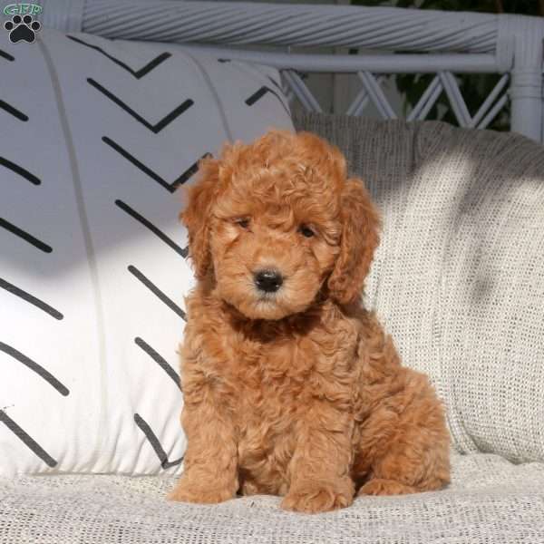 Van, Mini Goldendoodle Puppy