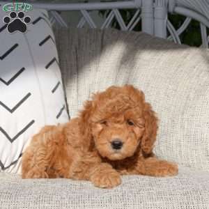 Van, Mini Goldendoodle Puppy