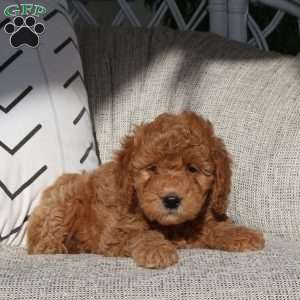 Van, Mini Goldendoodle Puppy