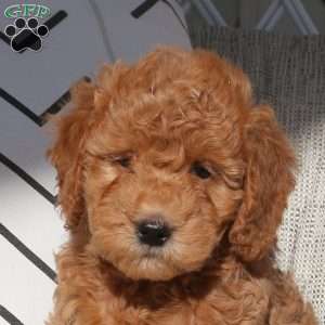 Van, Mini Goldendoodle Puppy