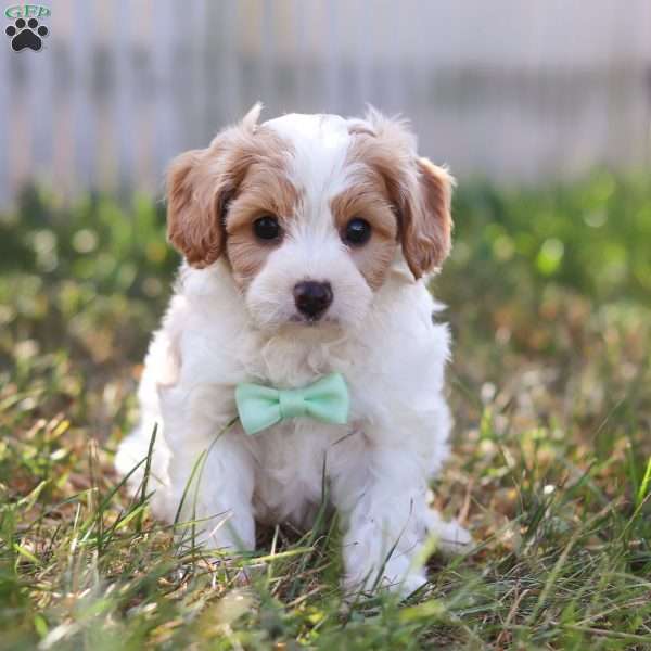 Valor, Cavapoo Puppy