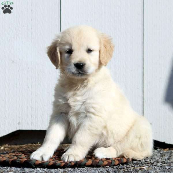 Vance, English Cream Golden Retriever Puppy