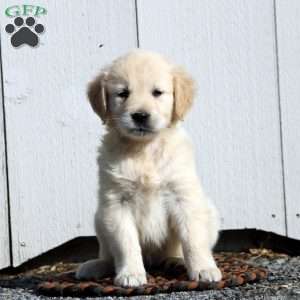 Vance, English Cream Golden Retriever Puppy