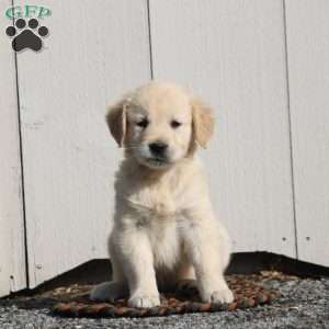 Vance, English Cream Golden Retriever Puppy