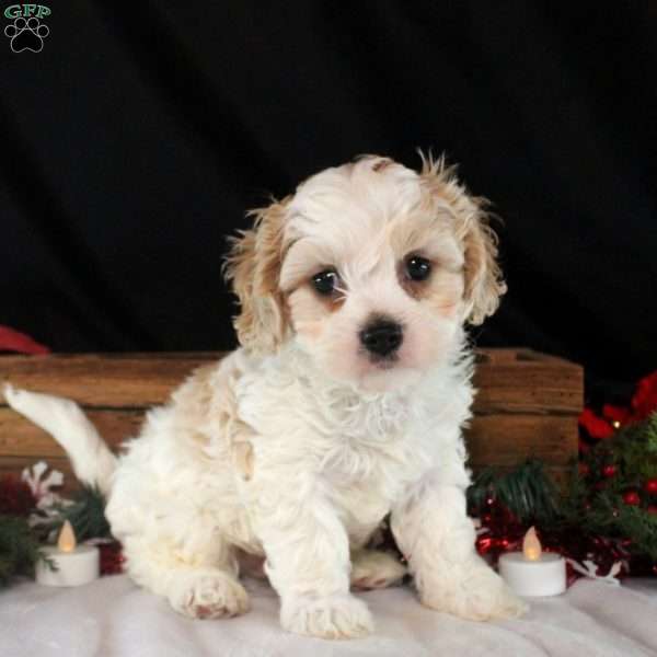 Vance, Cavachon Puppy