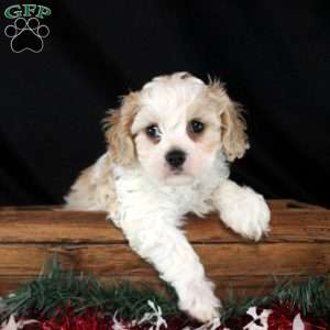 Vance, Cavachon Puppy