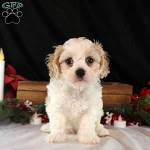 Vance, Cavachon Puppy