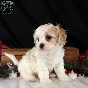 Vance, Cavachon Puppy