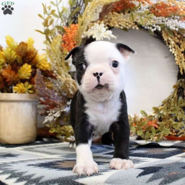 Vander, Boston Terrier Puppy