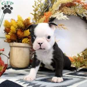 Vander, Boston Terrier Puppy