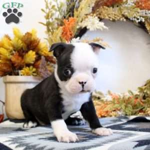 Vander, Boston Terrier Puppy