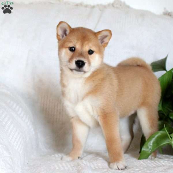 Vanessa, Shiba Inu Puppy