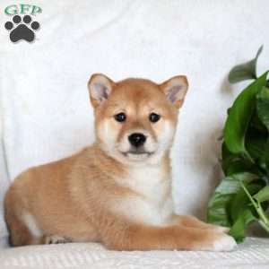 Vanessa, Shiba Inu Puppy