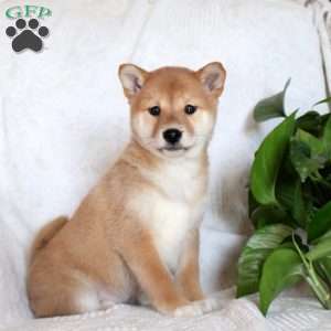 Vanessa, Shiba Inu Puppy