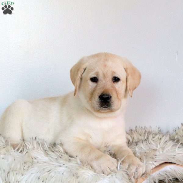 Vanilla, Yellow Labrador Retriever Puppy