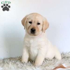 Vanilla, Yellow Labrador Retriever Puppy