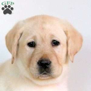 Vanilla, Yellow Labrador Retriever Puppy