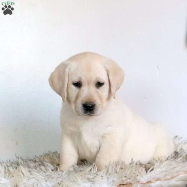 Venus, Yellow Labrador Retriever Puppy