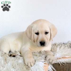 Venus, Yellow Labrador Retriever Puppy